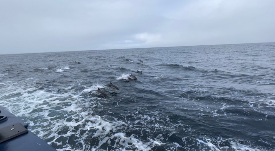 About six Common Dolphins leaping above the waves in unison, about 5m from the deck of the R/V Sally Ride.