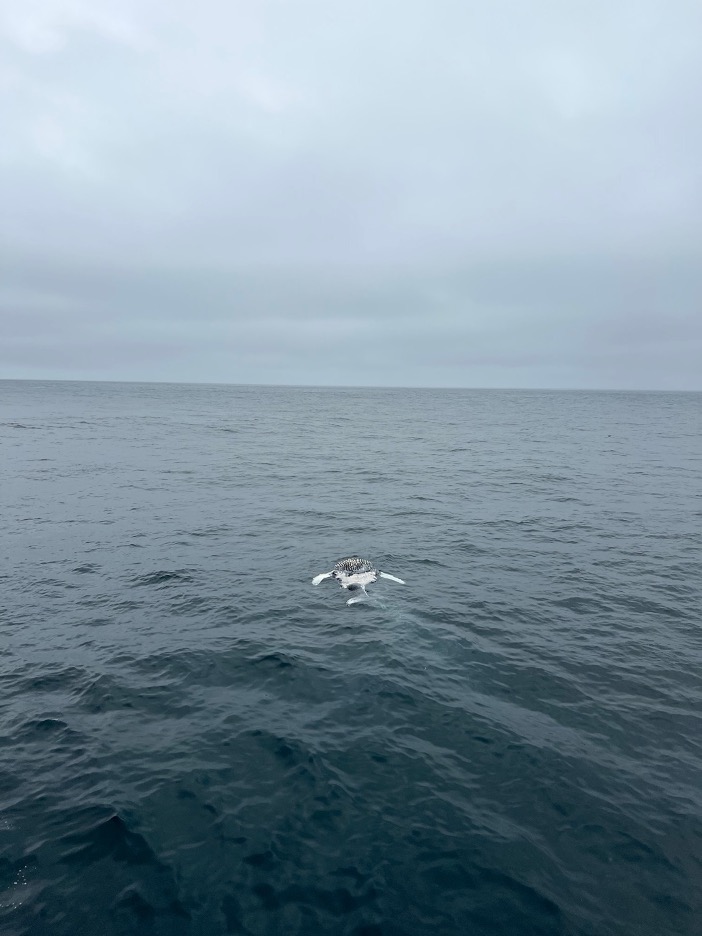 The body of a humpback whale calf floats upside down in the ocean. 