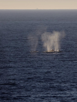 Two small dorsal fins poke above the water, sending up two spouts of water vapor.