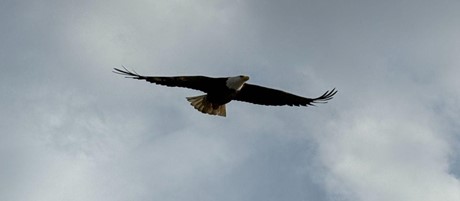 A bald eagle soaring