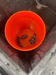 An orange bucket with six Valella Valella (by-the-wind sailors)