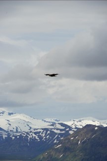 A bald eagle with snowcapped mountains in the distance