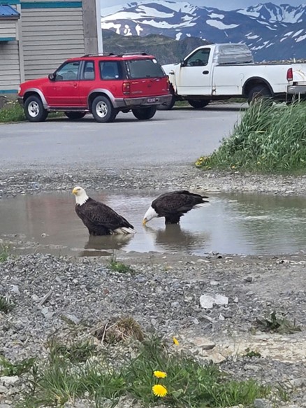 Two bald eagles stand in a puddle in a parking lot with a red car in the background