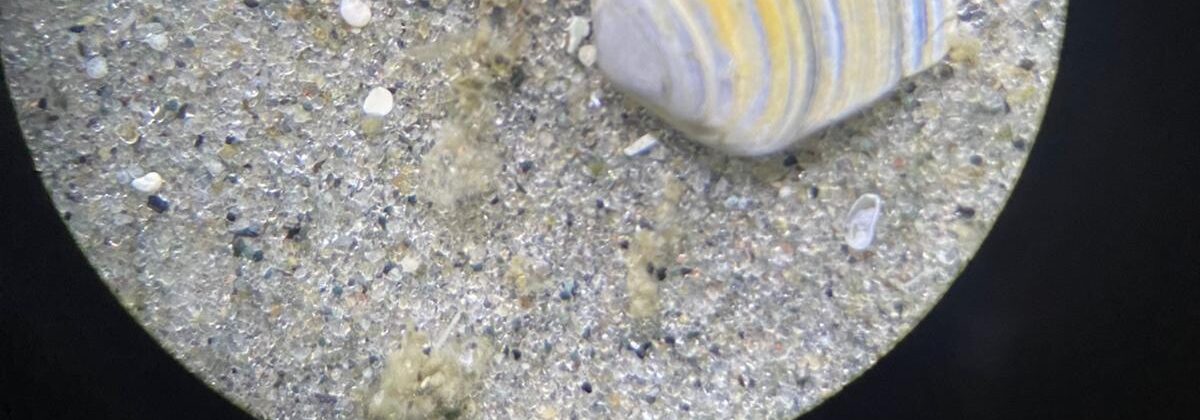 a look at a microscope slide with zooplankton