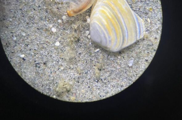 a look at a microscope slide with zooplankton