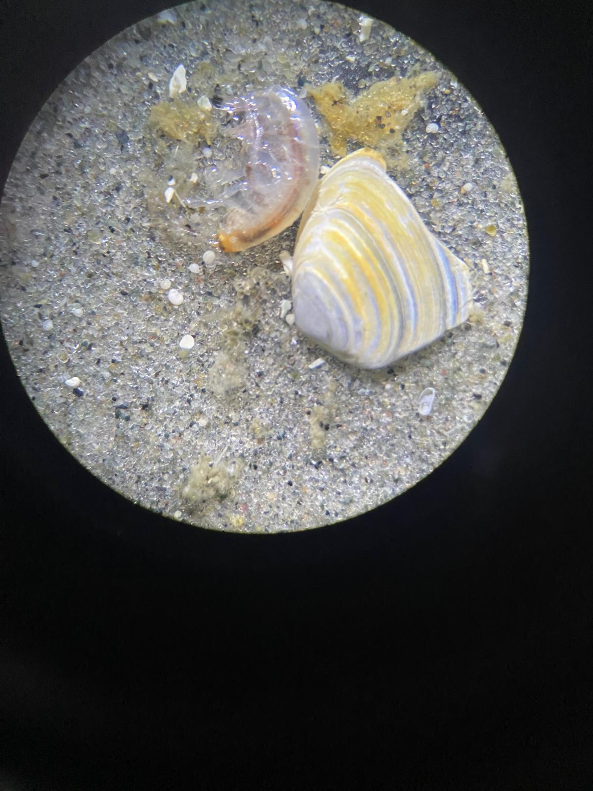 a look at a microscope slide with zooplankton