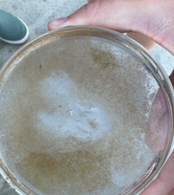 petri dish with zooplankton and a comb jellyfish