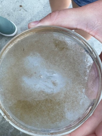 petri dish with zooplankton and a comb jellyfish